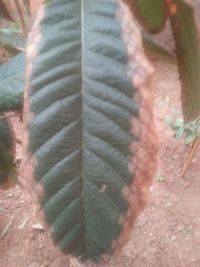 leaf