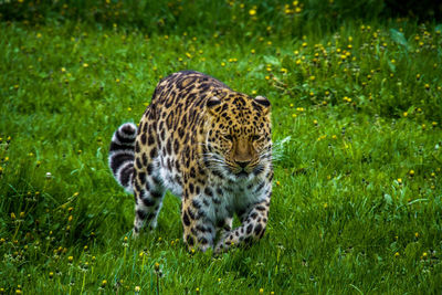 Full length of a cat