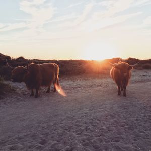 Cows on landscape against sky during sunset