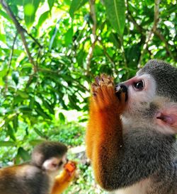 Close-up of monkey on tree