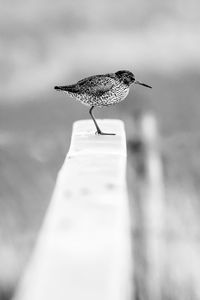 Close-up of bird perching on wood