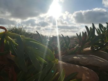 Close-up of plants against sky on sunny day