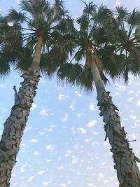 Low angle view of coconut palm tree against sky