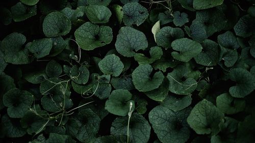 Full frame shot of leaves