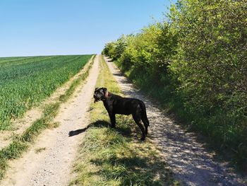 Dog on road amidst field against sky