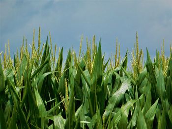 Close-up of corn field against sky