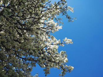 Low angle view of tree against sky