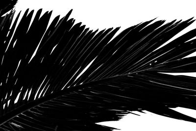 Low angle view of palm leaf against clear sky