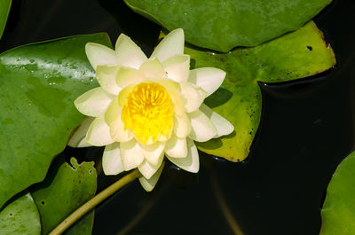 Close-up of yellow flower