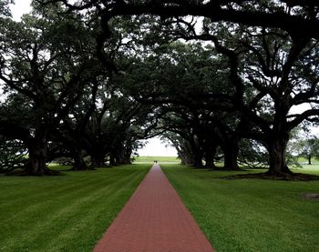 Trees in park