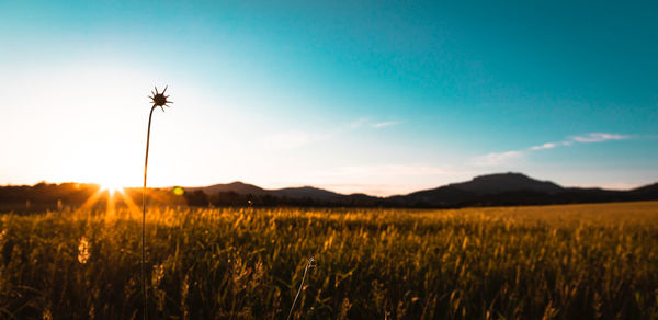 Scenic view of agricultural field against sky during sunset