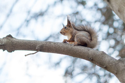 Low angle view of squirrel on tree branch against sky