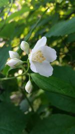 Close-up of white flower