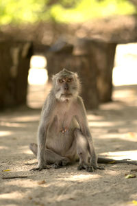 Portrait of a monkey sitting around the sand
