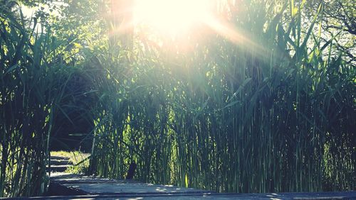 Scenic view of bamboo trees