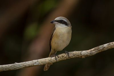 Close-up of bird perching on branch