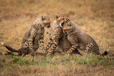 Family of cheetah relaxing on field