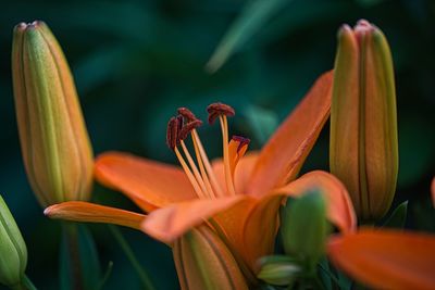 Close-up of orange lily