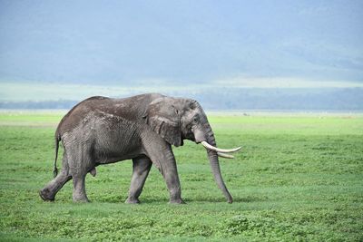 Side view of elephant on field