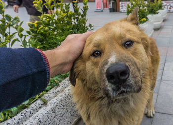 Portrait of person with dog