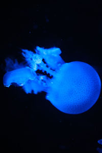 Close-up of jellyfish swimming in sea