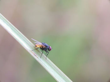 Close-up of insect on leaf