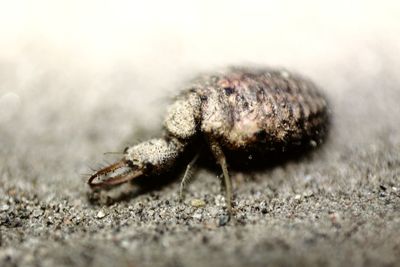 Close-up of insect on land