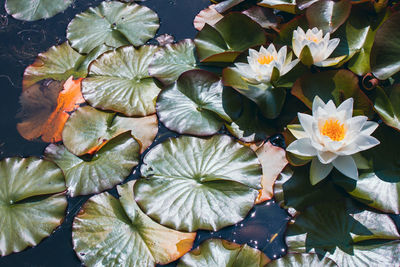 High angle view of flowering plants in water