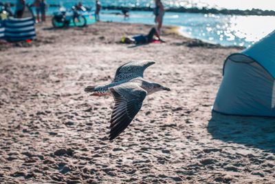 Bird flying over beach