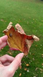 Close-up of hand holding leaves