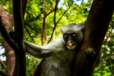 Portrait of a monkey on tree