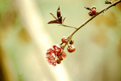 Close-up of red berries on plant