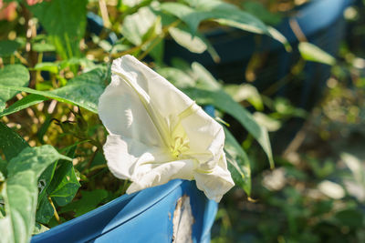 Close-up of white rose flower