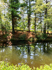 Scenic view of lake in forest