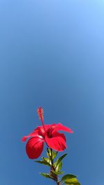 Low angle view of red flowers against clear blue sky