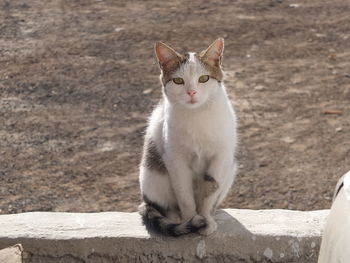 Portrait of cat sitting on wall