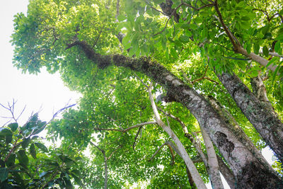 Low angle view of trees in forest against sky