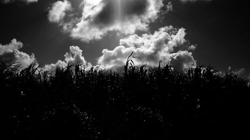 Low angle view of plants against sky