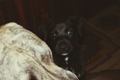 Close-up portrait of puppy at home