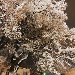 Close-up of frozen tree