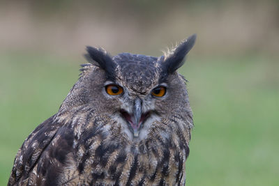 Close-up portrait of owl