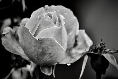 Close-up of rose plant