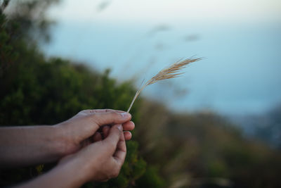 Close-up of hand holding plant