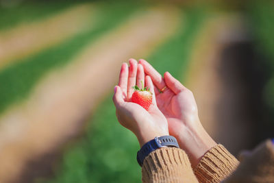 Cropped hands of woman holding strawberry