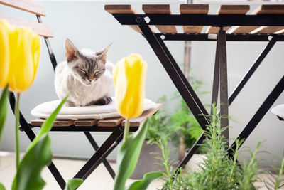 Cat sitting on a yellow flower