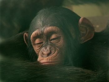 Close-up of chimpanzee relaxing