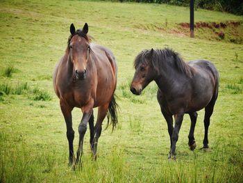 Horses standing on field