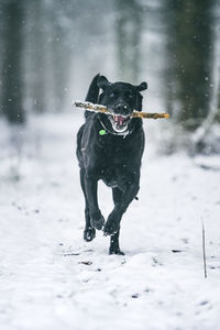 Black labrador retriever running in the winter snow