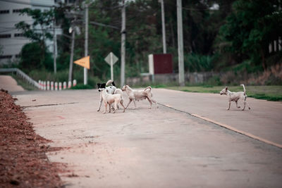 View of dogs on road