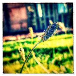 Close-up of plant growing on field